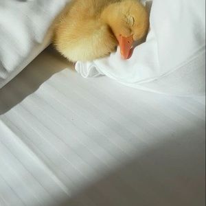 Meet your Posher, Arthur